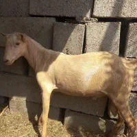 نری (چپشت) فروشی