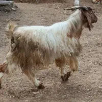 بز نر پاکستانی