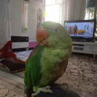 جوجه شاه طوطی بازی گوش آرم ارم