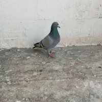 کفتر مسافتی شناسنامه دار
