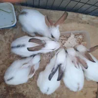 توله خرگوش