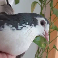 کبوتر اصفهون