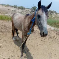اسب|اسب و تجهیزات اسب‌سواری|عنبرآباد, |دیوار
