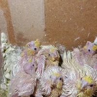 جوجه عروس هلندی لیتنو