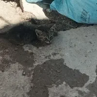 سه عدد بچه گربه