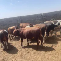 گوساله سیمینتال درجه یک