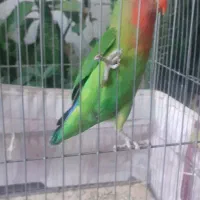 طوطی برزیلی