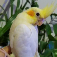 عروس هلندی
