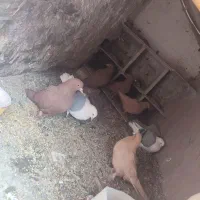 کفتر|پرنده|راین, |دیوار