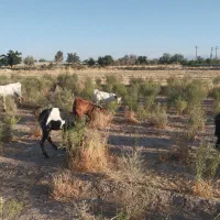 فروش|حیوانات مزرعه|گناباد, |دیوار