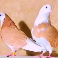 تعدادی کبوتر جهت فروش