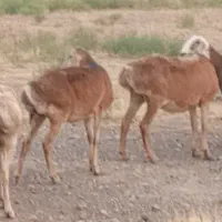 میش افشاری،چینی،عربی