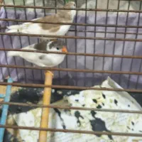 فنچ  ۲ عدد نر و ماده