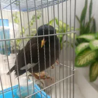 مرغ مینا سخنگو