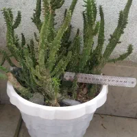 گل آپارتمانی گلدان کاکتوس