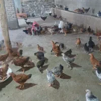 مرغ وخروس با جوجه ۵ ماهه