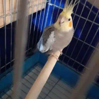عروس هلندی