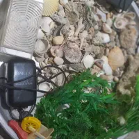 وسایل اکواریوم