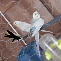 مرغ عشق جفت