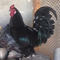 خروس برهما