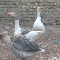 غاز|حیوانات مزرعه|مشهد, شهرک شهید باهنر|دیوار