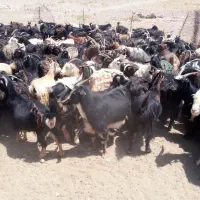بز جوان