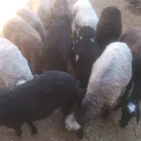 تعدادی بره نر