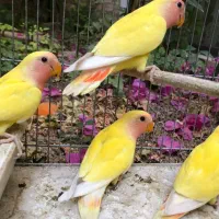 4 عدد طوطی کوتوله زرد صورت هلویی