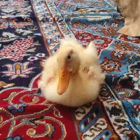 اردک