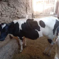 گوساله ماده