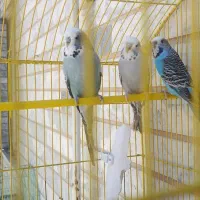 مرغ عشق|پرنده|بناب, |دیوار