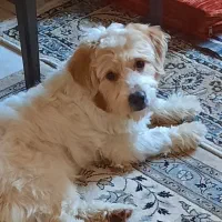 واگذاری تریر  هاپوو ۲ساله