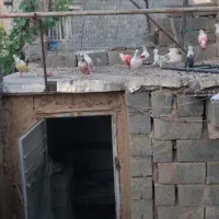 کبوتر|پرنده|سنندج, |دیوار