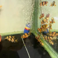 حتمابخونید ماهی لوچ دلقک وکولیدراس