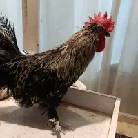 خروس گلین لری 9ماهه