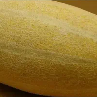 خریدار خربزه درجه یکی سر باری
