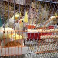 عروس هلندی