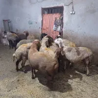۱۸ راس گوسفند و میش جوان شیره دار و قوچ خورده