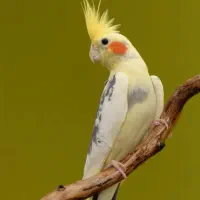 گم شده عروس هلندی