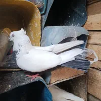 فورشی دوم سیاح ماده