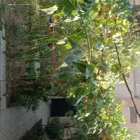 اجاره خونه در ونک شیخ بهایی