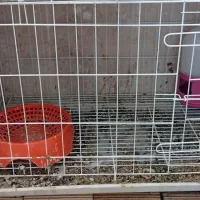 قفس جفت خونه کبوتر
