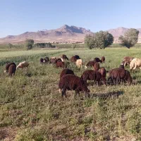 حدود سی عدد بره ریز
