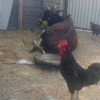گاواوس بالای ۷ماه