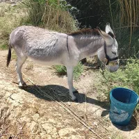 یک عدد خر ماده گله ای جوان نزاییده