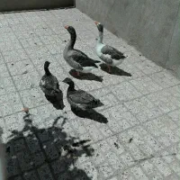 غاز محلی اردک اسراییلی