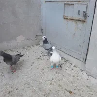 کبوتر|پرنده|قم, شاه سید علی|دیوار