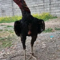 خروس لاری