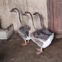 قوغاز