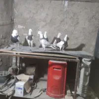 کفتر طوقی درجه یک اعلا